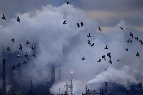 are birds affected by poor air quality